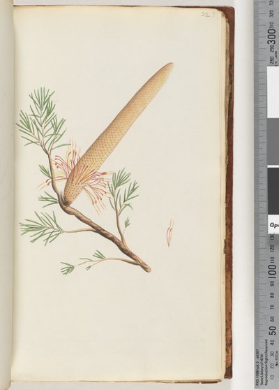 Page 32. Plant, Banksia ericifolia av Unknown artist