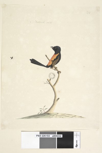Side 33. Naturlig størrelse Rød, Rygget Wren Malurus melanocephalu, hann, 1791-92 av Unknown artist