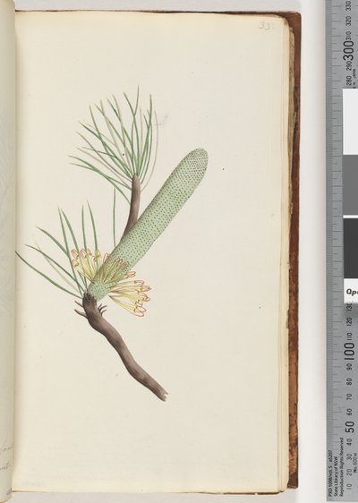 Page 33. Plant, Banksia spinulosa av Unknown artist