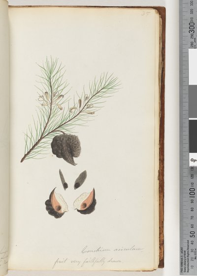 Side 35. Conchium aciculare / Frukt svært trofast tegnet håret nålebusk av Unknown artist