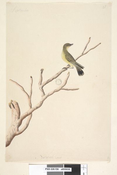 Side 36. September. Naturlig størrelse Gul tornek Acanthiza nana, 1791-92 av Unknown artist