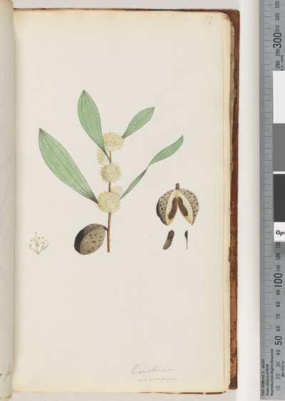 Side 37. Conchium nervosum (akvarell) av Unknown artist