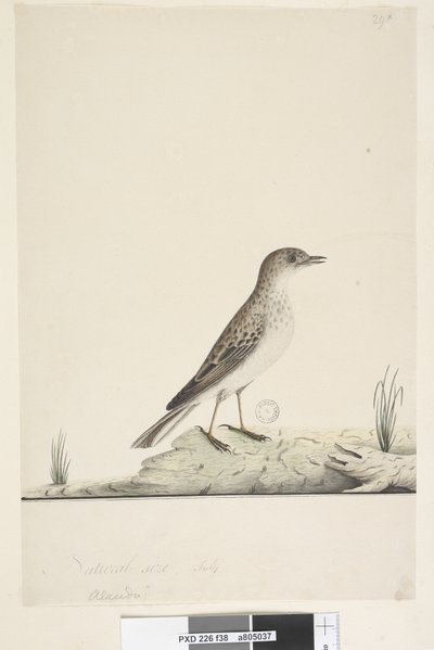 Side 38. Alundu? over tittel i annen hånd Naturlig størrelse,  juli Pipit Anthus australis, 1791-92 av Unknown artist