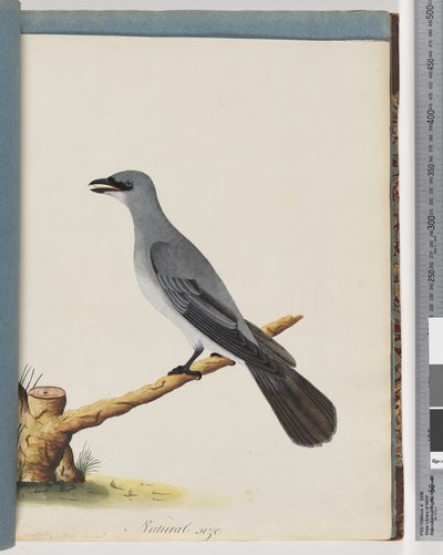 Side 38. Uidentifisert fugl, Trolig en stor lanius av Unknown artist