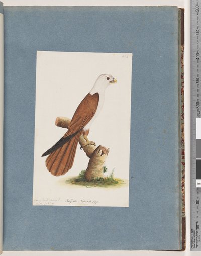 Side 39. Rødrygg havørn. Variasjon av Pondicherry Eagle av Unknown artist