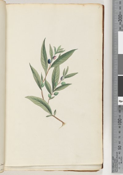 Side 3. Uidentifisert plante av Unknown artist