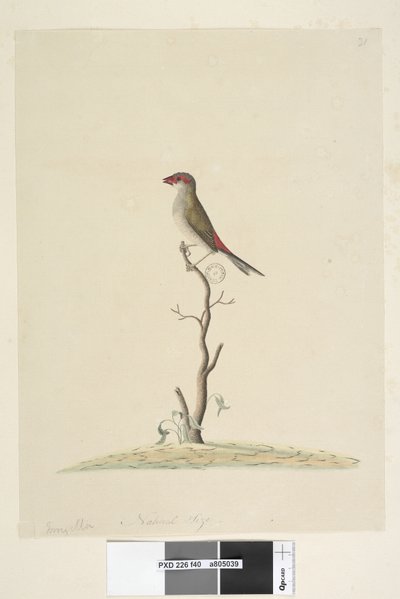 Side 40. Kundeservice. Naturlig størrelse Rødfink Neochmia brevis Aegintha brevis, 1791-92 av Unknown artist