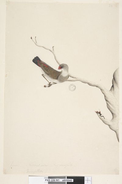 Side 41. Frynser. over tittel i annen hånd juni. Naturlig størrelse. Iris tvilende Diamond Firetail Stagonopleura guttata, umoden, 1791-92 av Unknown artist
