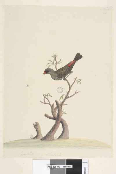 Side 42. Frynser. nederst i midten i annen hånd Naturlig størrelse Diamond Firetail Stagonopleura guttata, 1791-92 av Unknown artist