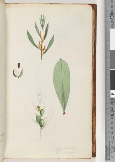 Seite 42. Schraderia / Persoonia von Unknown artist