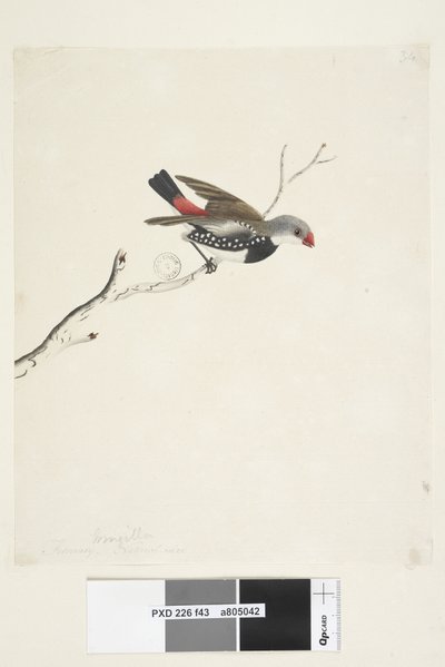 Side 43. Frynse. under tittel i annen hånd februar. Naturlig størrelse Diamond Firetail Stagonopleura guttata, 1791-92 av Unknown artist