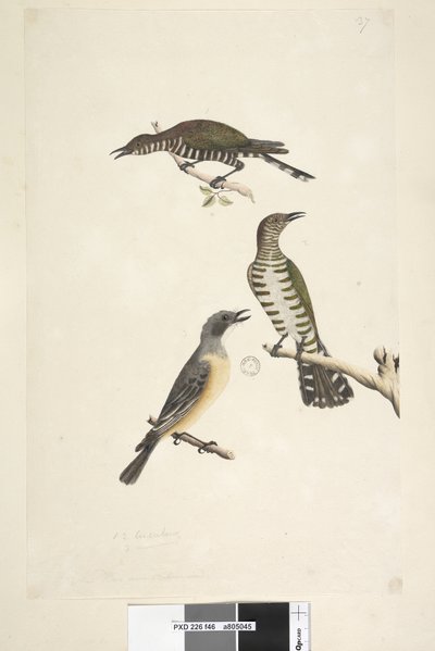 Side 46. Cuculus. langs nedre kant i forskjellige hånd Disse fuglene tegnet naturlig størrelse. De to øverste fuglene er gylden bronse gjøker, den tredje er en rødbrun whistler Lamprococcyx plagosus Chrysococcyx lucidis, 1791-92 av Unknown artist