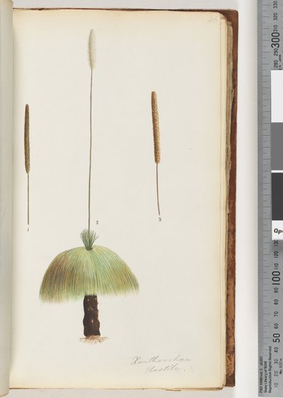 Side 46. Xanthorrhoea Hastile Grass-tre av Unknown artist