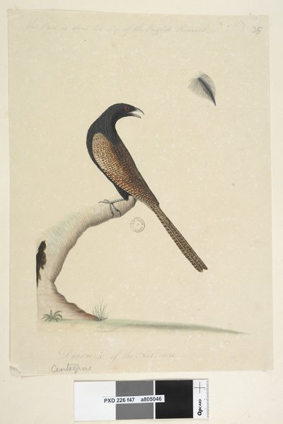 Side 47. Centropus. nederst i midten i annen hånd. Denne fuglen er omtrent på størrelse med den engelske fasanen. Trekkes 1/3 av natl. størrelse. Fasan Coucal Centropus phasianinus, 1791-92 av Unknown artist