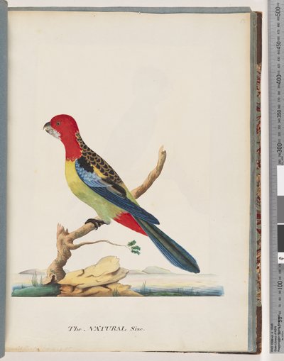 Side 47. Østre Rosella. Ikke den samme papegøyen av Unknown artist