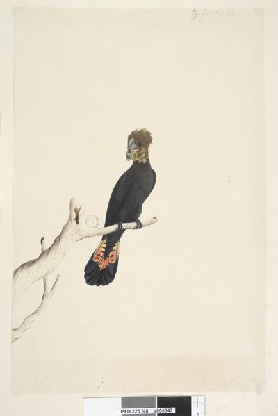 Side 48. Svart kakadu. nederst til venstre i annen hånd Redusert med skala til 1/3 av den naturlige størrelsen. Glanset svart kakadu Calyptorhynchus lathami, hunn, 1791-92 av Unknown artist