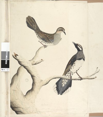 Side 4. Turdus. i en annen hånd Tegnet den naturlige størrelsen som de eneste to av den typen som ennå er sett på kolonien, juni 1792 Spotted Quail Thrush Cinclosoma punctatum, 1791-92 av Unknown artist