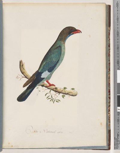 Side 51 Dollarbird. Coracius orientalis av Unknown artist