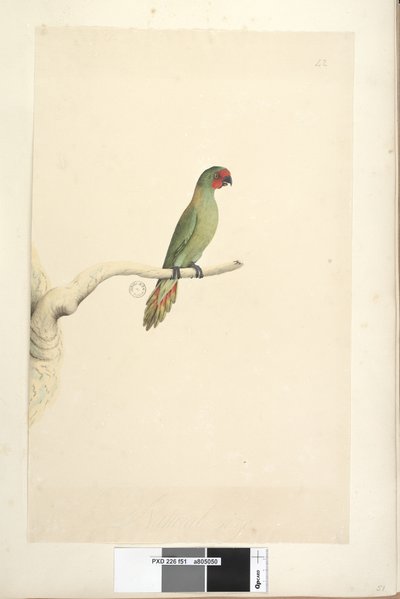 Side 51. Naturlig størrelse Little Lorikeet Glossopsitta pusilla, 1791-92 av Unknown artist