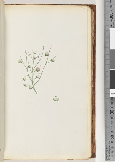 Side 51. Syrebæret av Unknown artist