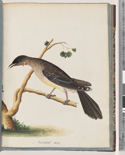 Side 55. Red Wattlebird. Merops carunculatus av Unknown artist