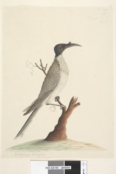 Side 55. Wer,gan eller Friaren. nederst til venstre i en annen hånd Meliphaga Phrygia. nederst i midten i en tredje hånd Naturlig størrelse Noisy Friarbird Philemon corniculatus, 1791-92 av Unknown artist