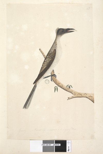 Side 57. Januar. Naturlig størrelse, ment å være en ungfugl Noisy Friarbird Philemon corniculatus, 1791-92 av Unknown artist
