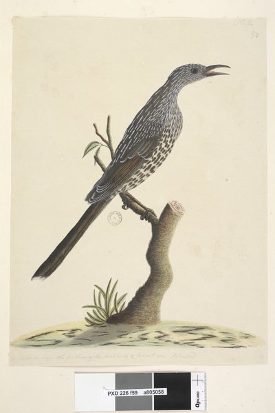 Side 59. Naturlig størrelse, fjærene på hodehals og bryst er spisse Brush Wattle, Bird Anthochaera chrysoptera, 1791-92 av Unknown artist