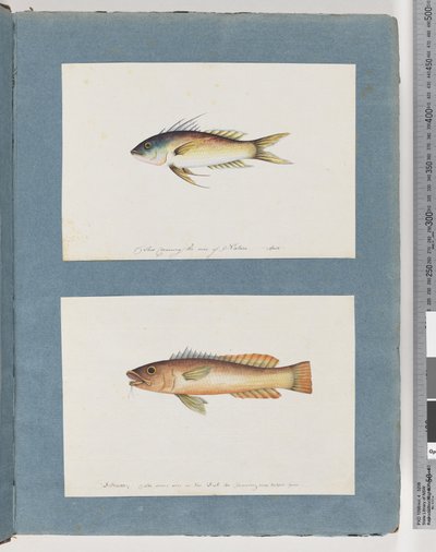 Side 5. Uidentifisert fisk 6. Uidentifisert fisk av Unknown artist