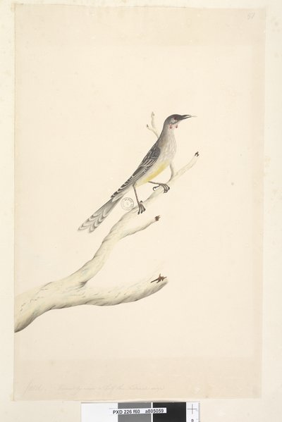 Side 60. juni. Redusert etter skala til halvparten av den naturlige størrelsen Red Wattle, Bird Anthochaera carunculata, 1791-92 av Unknown artist
