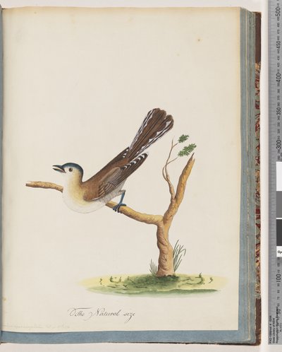 Side 60. Uidentifisert fugl. Turdus cyanocephalus. Blåhodetrost av Unknown artist