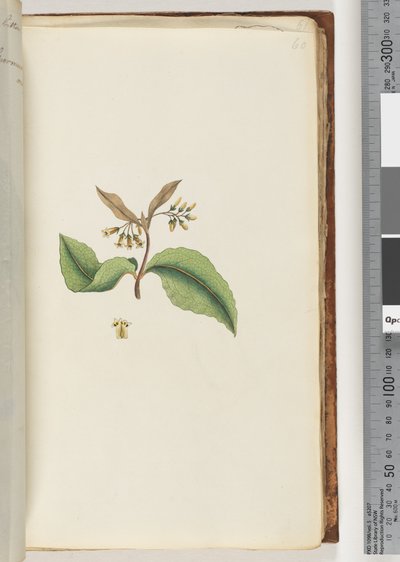 Side 60. Uidentifisert plante av Unknown artist