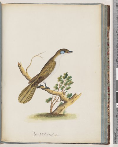 Side 61. Blue-faced Honeyeater. Turdus cyanoris. Blåkinn trost av Unknown artist