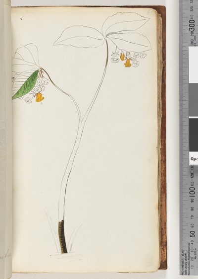 Side 61. Ingen inskripsjon, uferdig tegning av Unknown artist