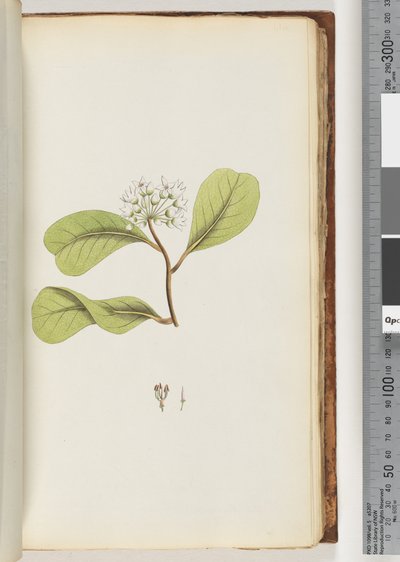 Side 61a. Mangrove-treet av Unknown artist