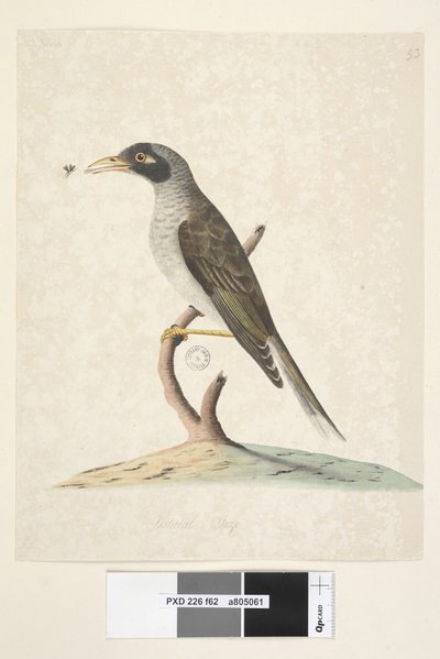 Side 62. juni. Naturlig størrelse Noisy Miner Myzantha melanocephala, 1791-92 av Unknown artist