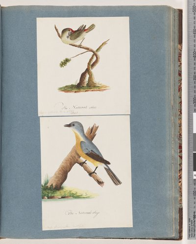 Side 62. Rødbrynet fink. Loxia astrild. 63. Uidentifisert fugl. Muscicapa flavigastra av Unknown artist