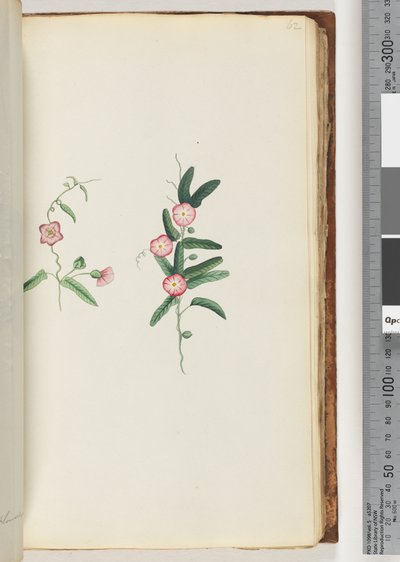 Side 62. Uidentifisert plante av Unknown artist