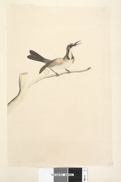 Side 63. Mai. Naturlig størrelse Tawny Crowned Honeyeater Phylidonyris melanops, 1791-92 av Unknown artist