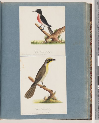 Side 64. Scarlet Robin. Krytrogastras flue. 65. Gultuftet honningeater. Muscicapa Nova Hollandiae av Unknown artist
