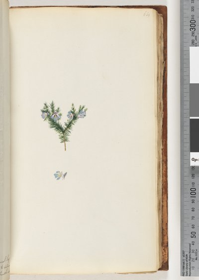 Side 64. Uidentifisert plante av Unknown artist