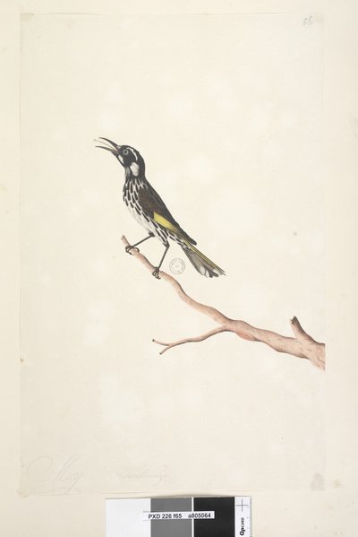 Side 65. Mai, naturlig størrelse Yellow Winged Honeyeater New Holland, 1791-92 av Unknown artist