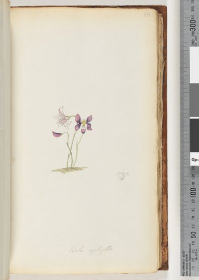 Side 66. Viola aphylla / Villfiolett av Unknown artist