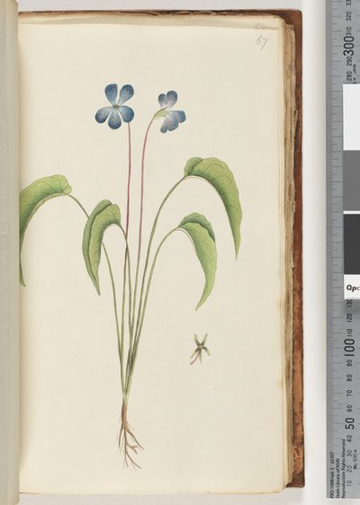 Side 67. Uidentifisert plante av Unknown artist