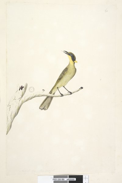 Side 69. Naturlig størrelse. Iris tvilsom Gul, tuftet honningeater Lichenostomus melanops, 1791-92 av Unknown artist