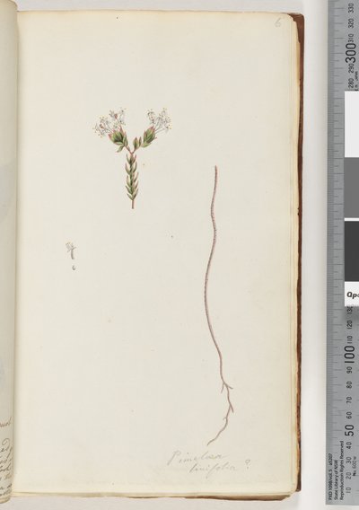 Side 6. Pimelea linifolia av Unknown artist