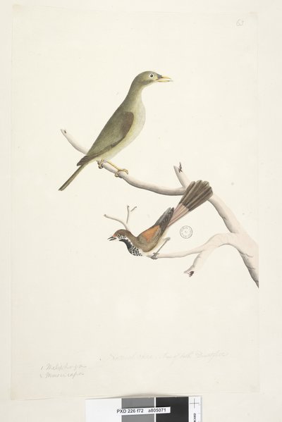 Side 72. 1. Meliphaga. 2. Muscicapa. Naturlig størrelse. Iris av begge tvilsom. Bell Miner Manorina melanophrys and Rhipidura rufifrons, 1791-92 av Unknown artist