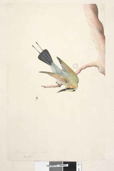 Side 73. Merops. over tittel i annen hånd november. Naturlig størrelse Regnbuefugl Merops ornatus, 1791-92 av Unknown artist