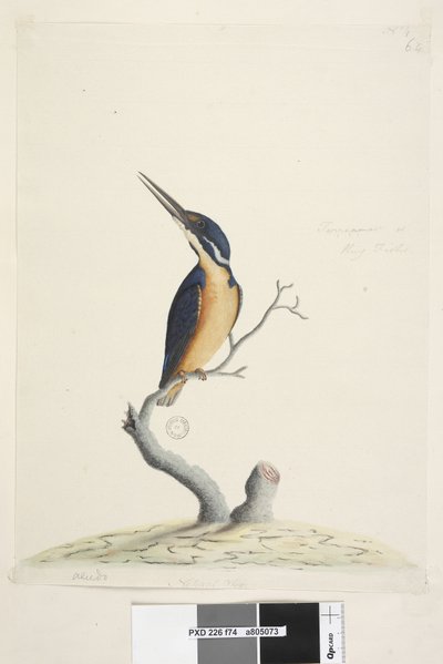 Side 74. Ter,re,a,mar eller King Fisher. nederst til venstre i annen hånd Alcedo. nederst i midten i tredje hånd Naturlig størrelse Azure Kingfisher Alyone azurea, 1791-92 av Unknown artist