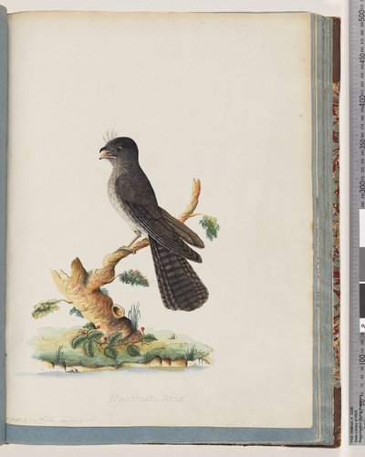 Side 75. Uidentifisert fugl. N. Holland Goatsucker av Unknown artist